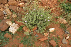 Barleria mysorensis